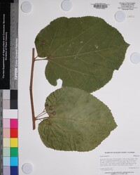 Grewia asiatica image