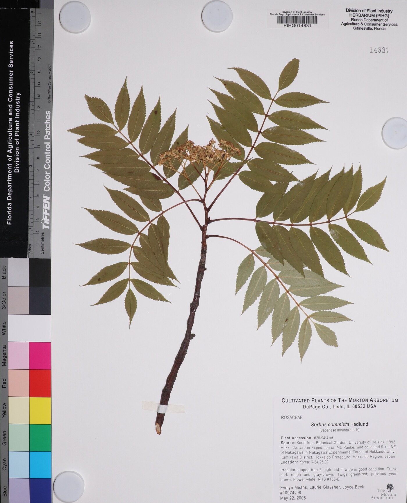 Sorbus commixta image
