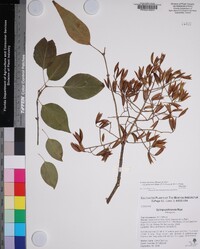 Syringa reticulata image