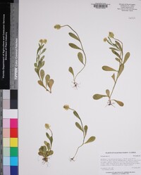 Polygala lutea image