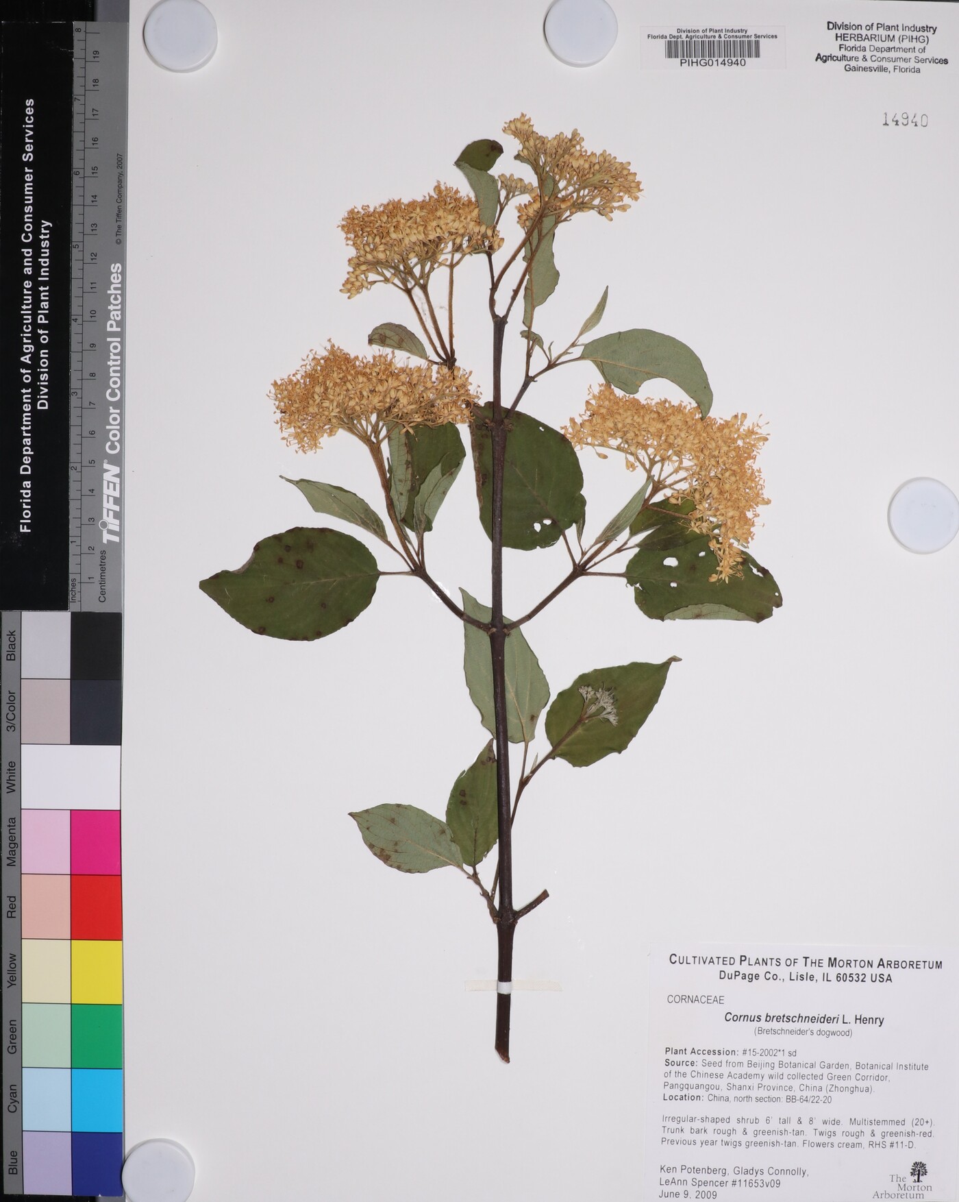Cornus bretschneideri image