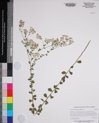 Sericocarpus tortifolius image