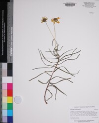 Helianthus angustifolius image