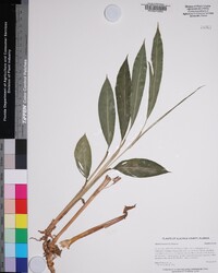 Alpinia nutans image