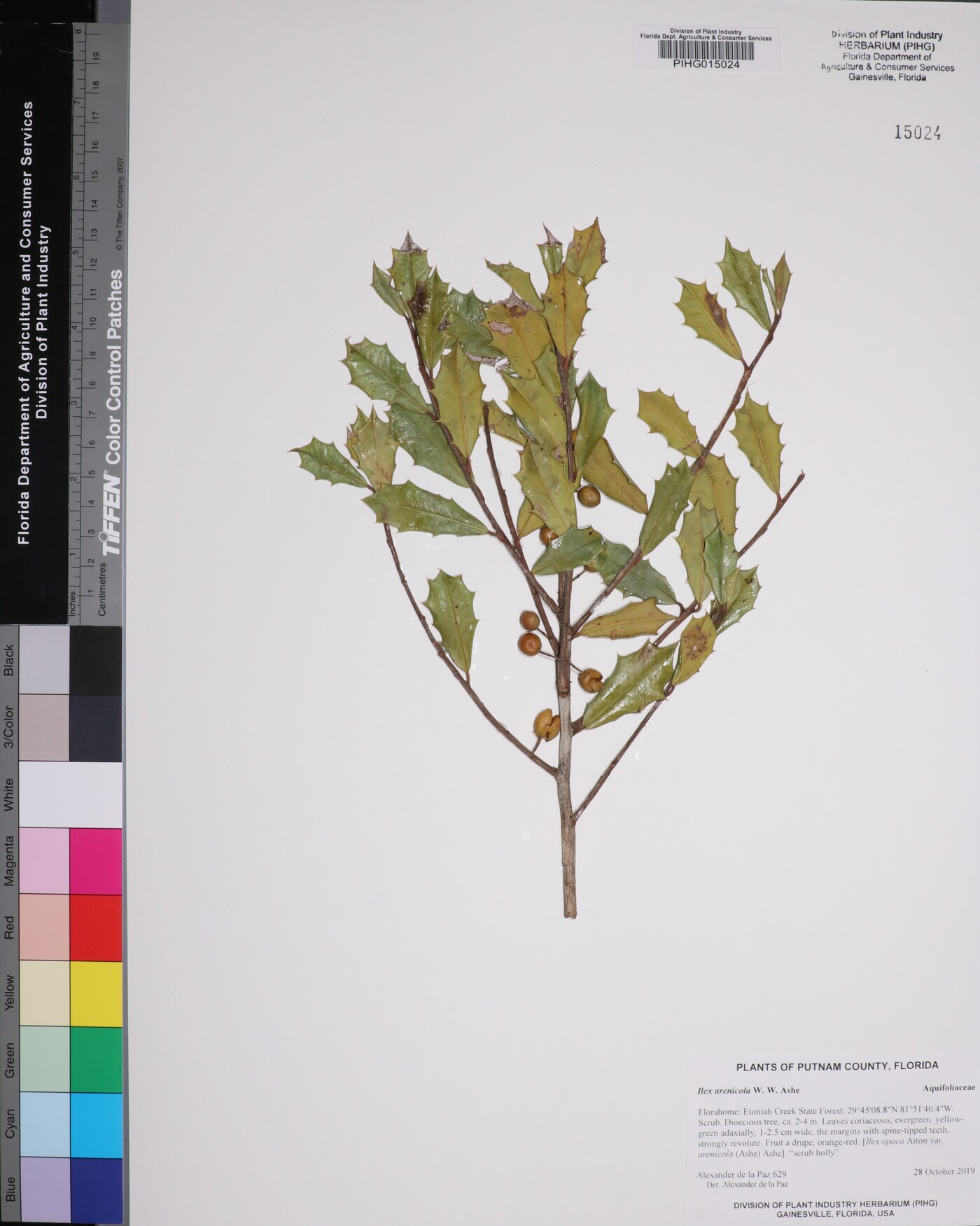 Ilex arenicola image