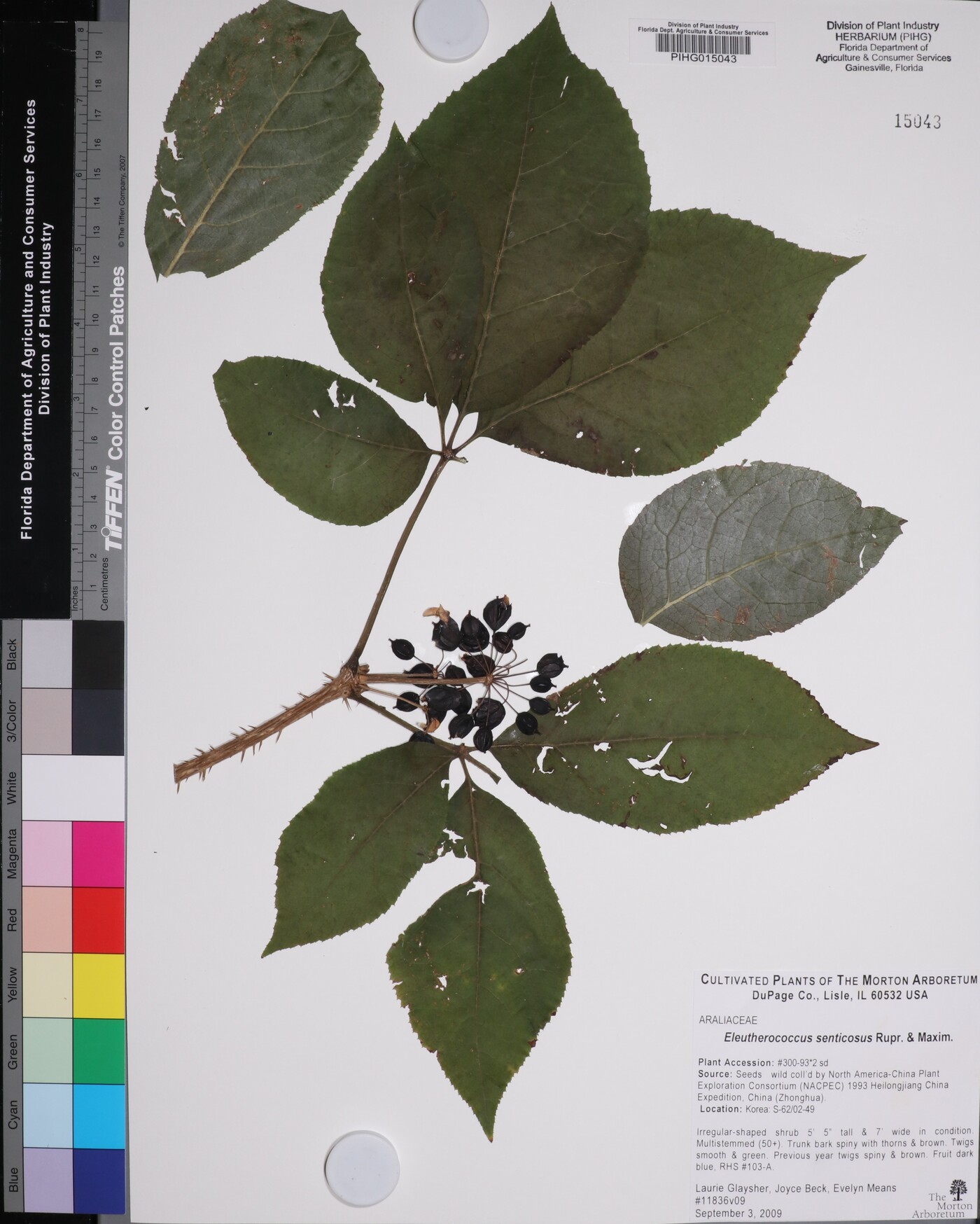 Eleutherococcus senticosus image