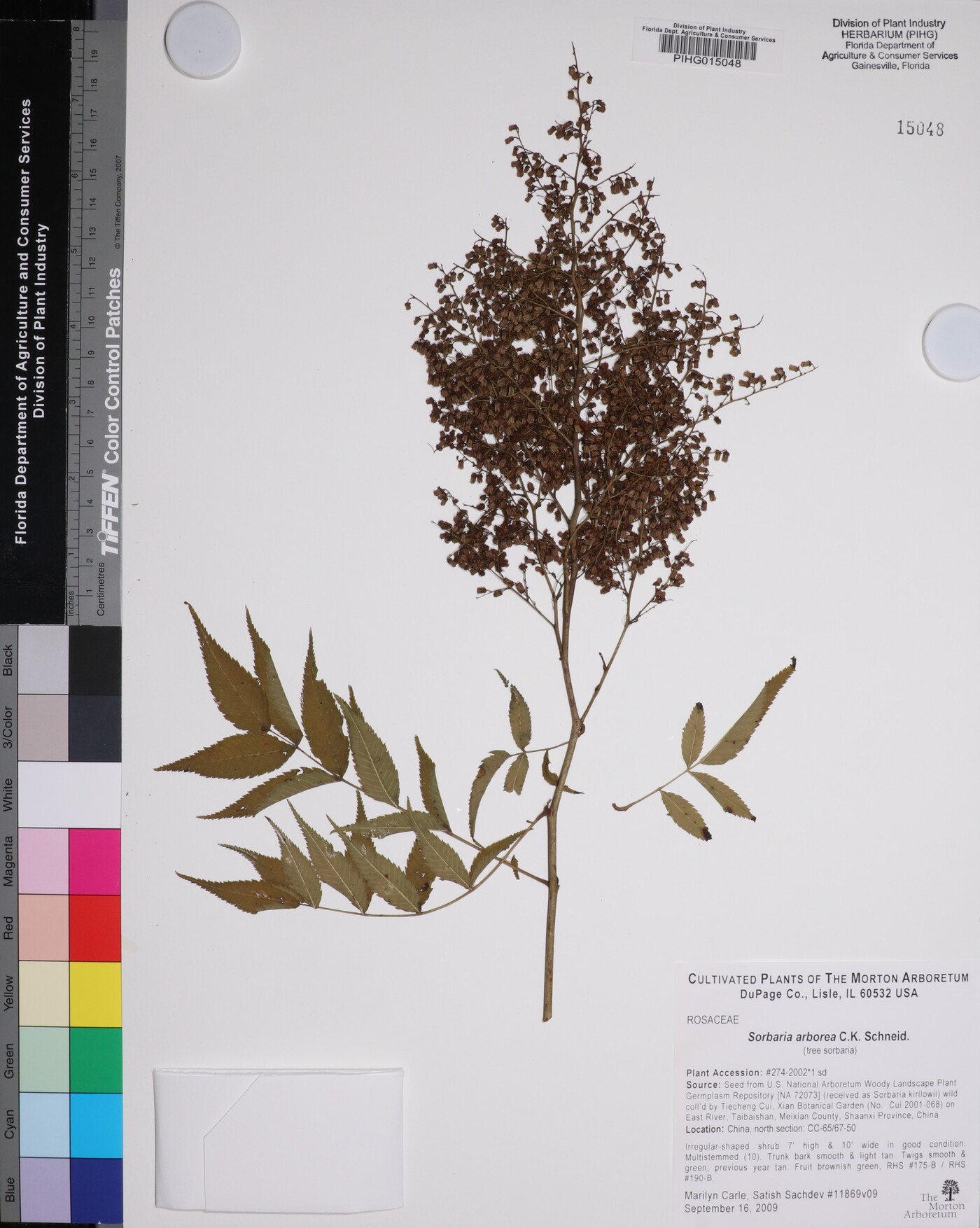 Sorbaria arborea image