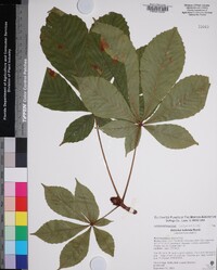 Aesculus turbinata image