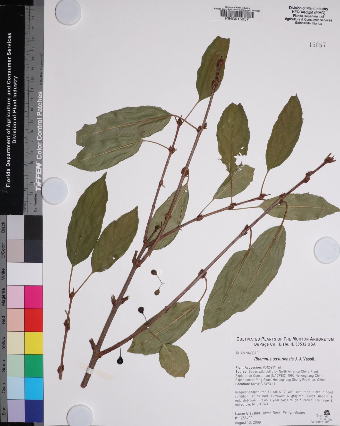 Rhamnus ussuriensis image