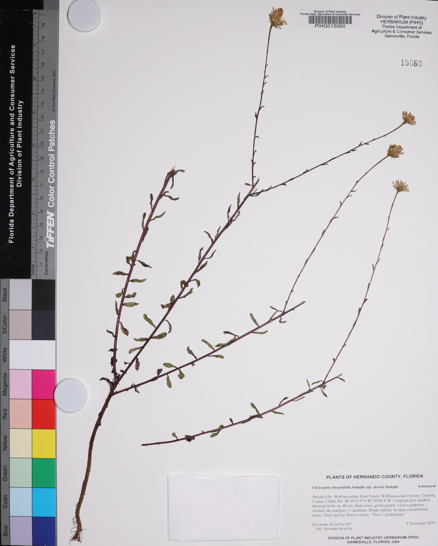 Chrysopsis linearifolia subsp. dressii image
