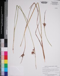 Scleria triglomerata image