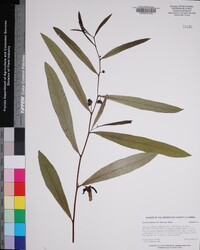 Asimina pygmaea image