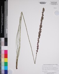 Liatris quadriflora image