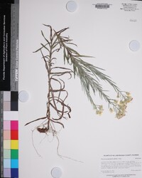 Pityopsis graminifolia image