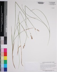 Carex longii image