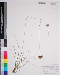 Rhynchospora megaplumosa image
