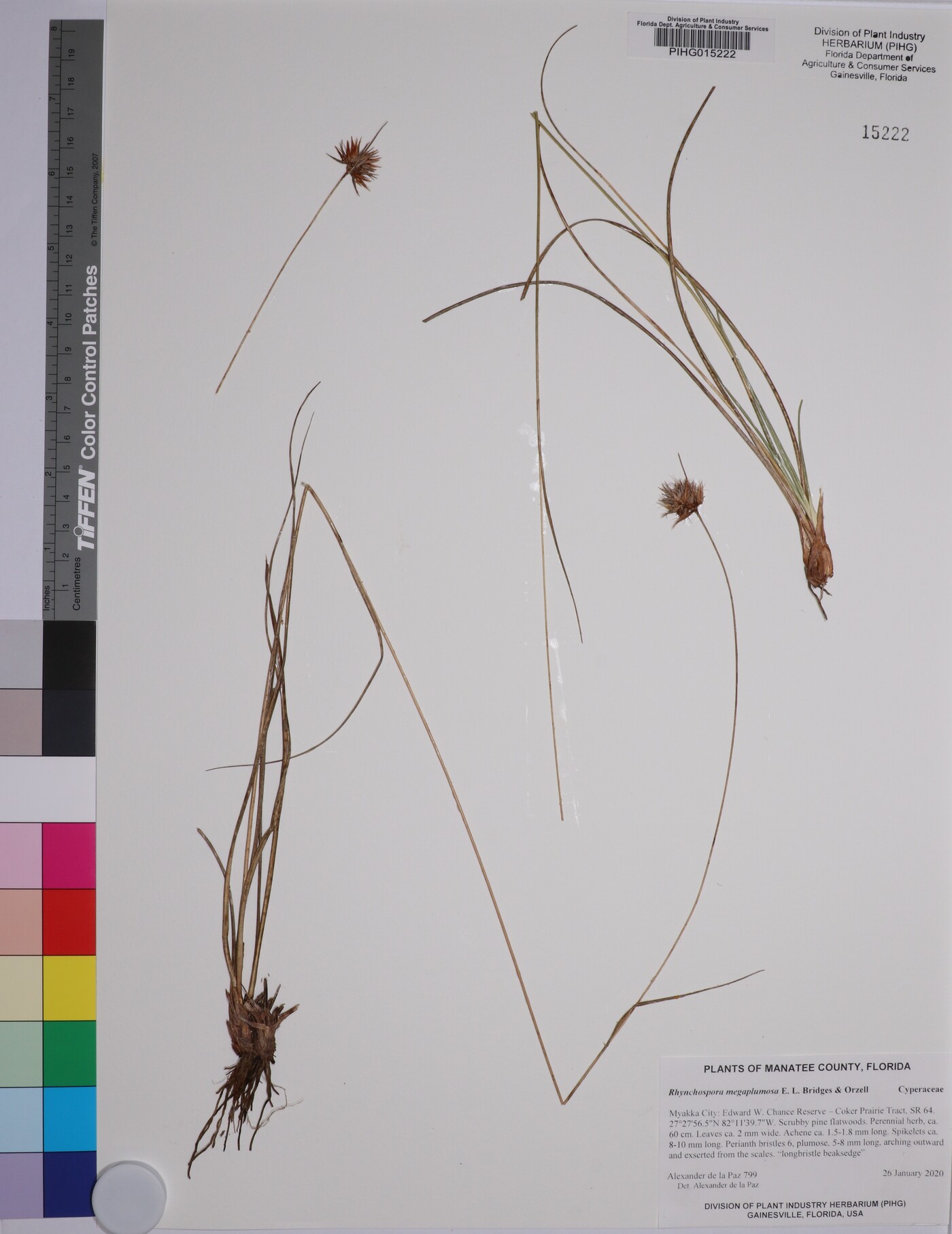 Rhynchospora megaplumosa image