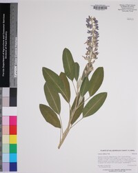 Lupinus diffusus image