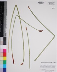 Eleocharis elegans image