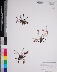 Drosera capillaris image