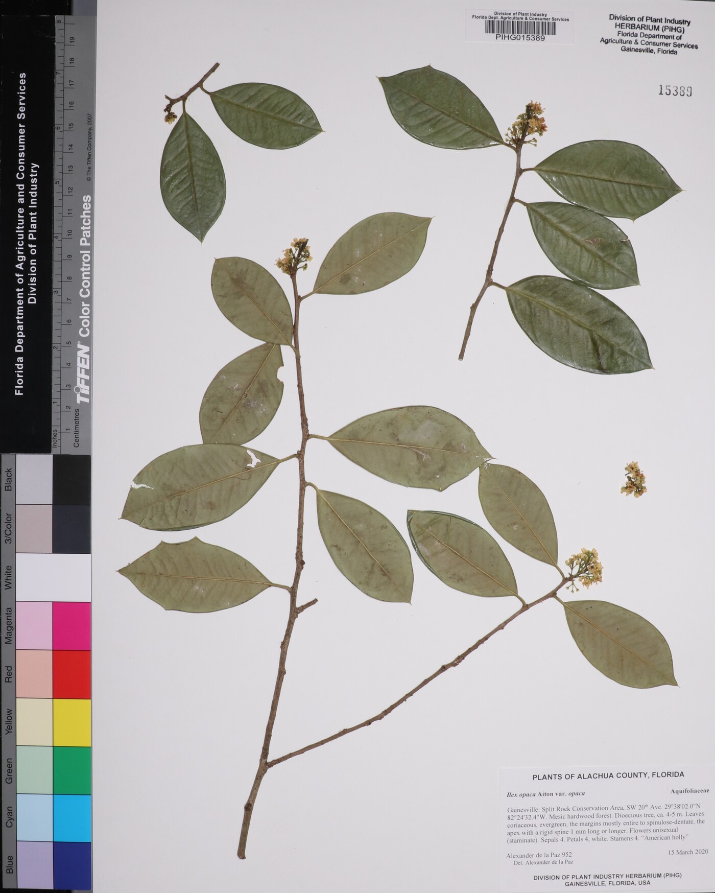 Ilex opaca var. opaca image