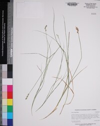 Carex longii image