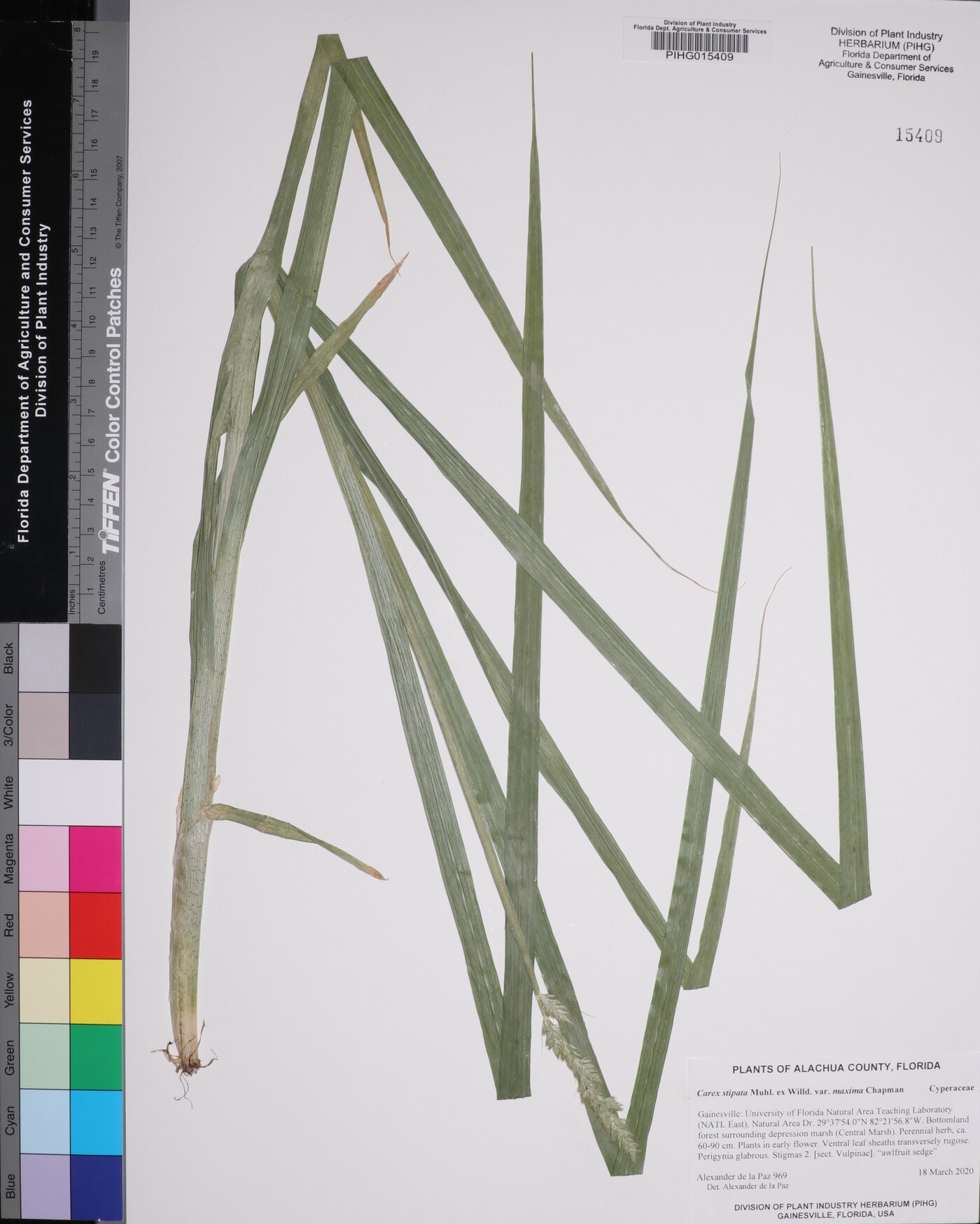 Carex stipata var. maxima image