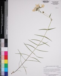Phlox pilosa subsp. detonsa image