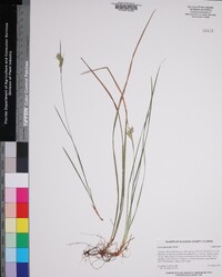 Carex dasycarpa image