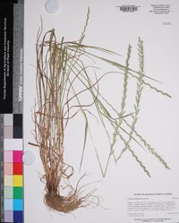 Lolium perenne subsp. multiflorum image