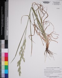 Bromus catharticus var. catharticus image