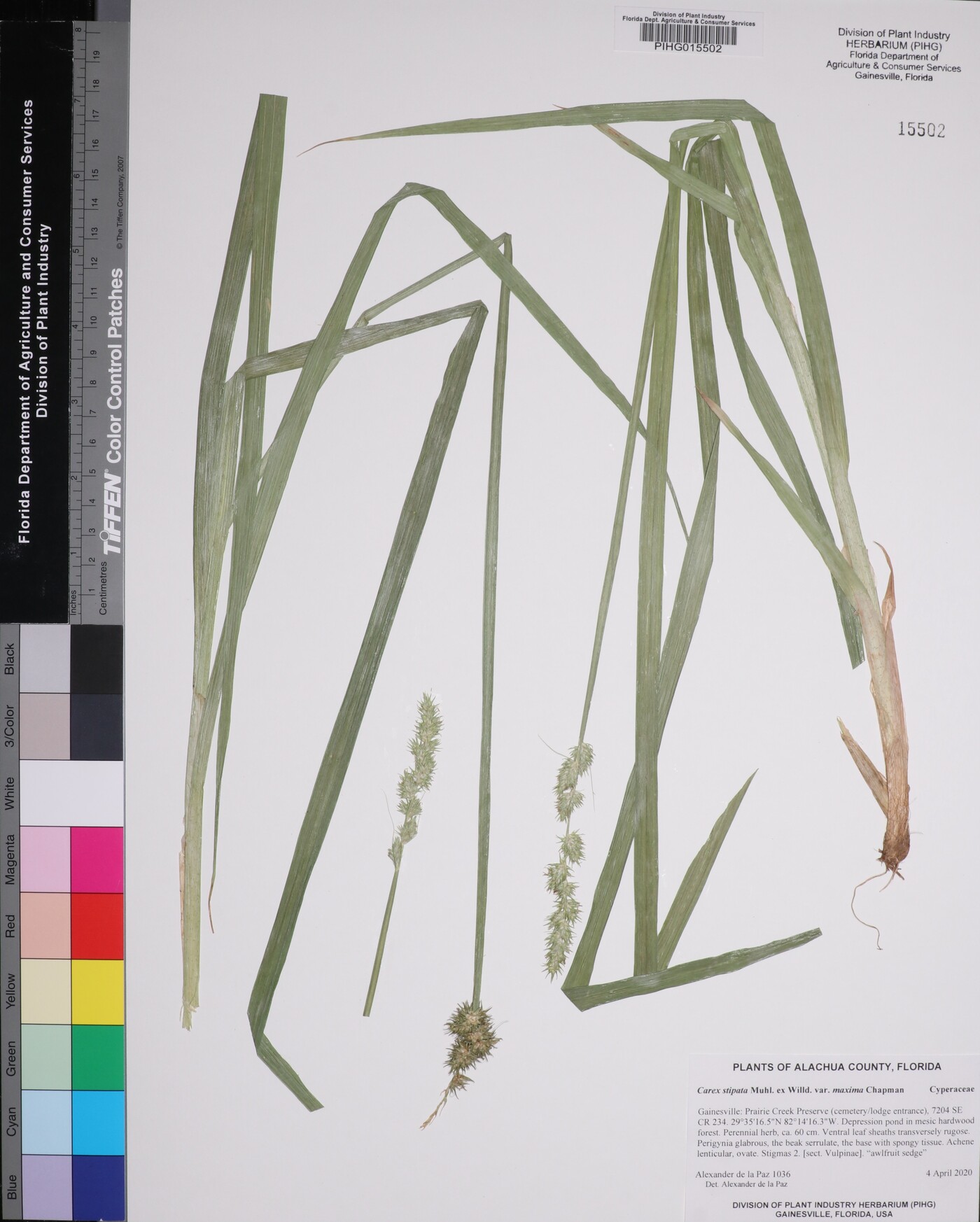 Carex stipata var. maxima image