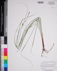 Carex striata var. striata image