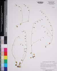 Lobelia feayana image