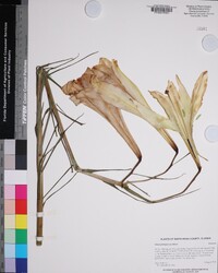 Lilium philippinense image
