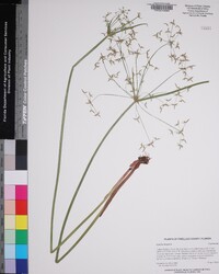 Cyperus haspan image