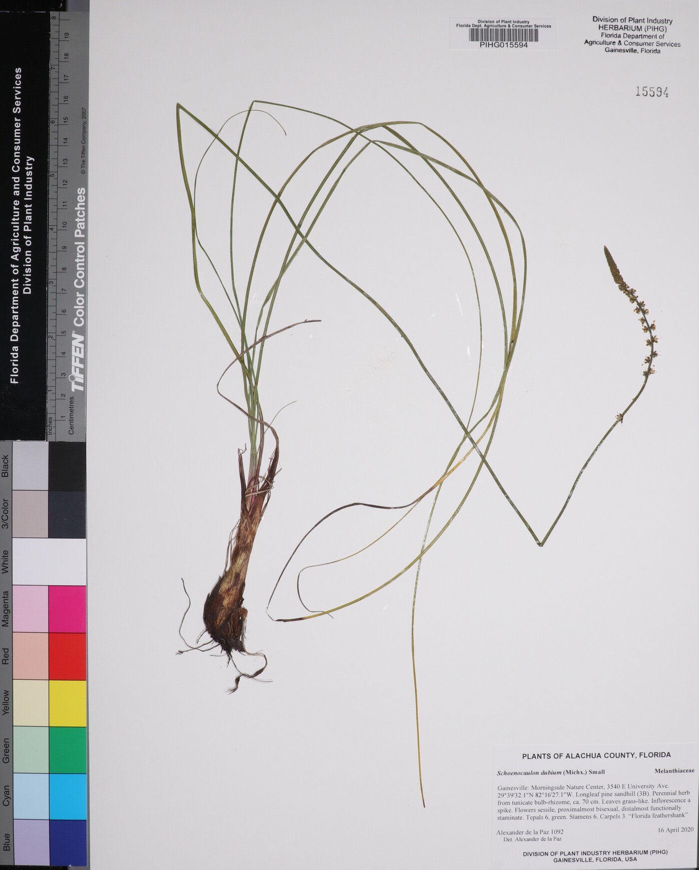 Schoenocaulon dubium image