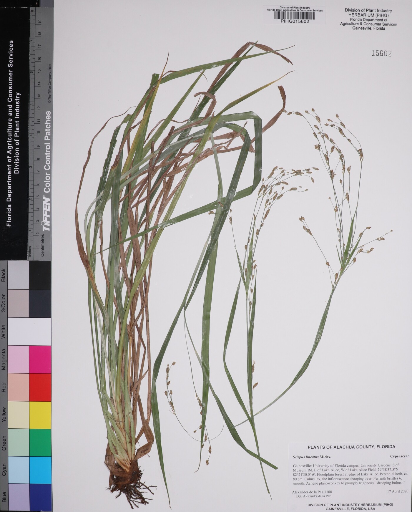 Scirpus lineatus image