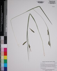 Carex venusta image