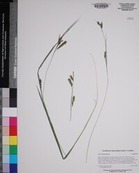 Carex venusta image