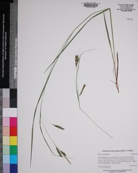 Carex venusta image