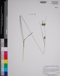 Carex turgescens image