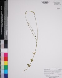 Polygala boykinii image