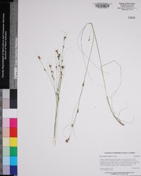 Rhynchospora filifolia image