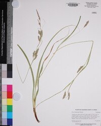 Carex cherokeensis image