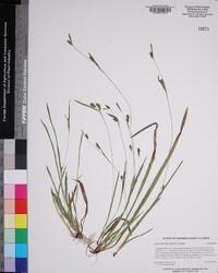 Carex gholsonii image