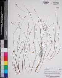 Carex thornei image