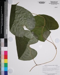 Dioscorea bulbifera image