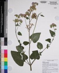 Ageratum conyzoides image