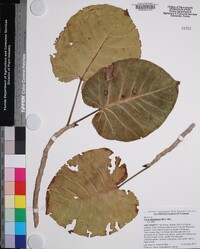 Image of Ficus abutilifolia